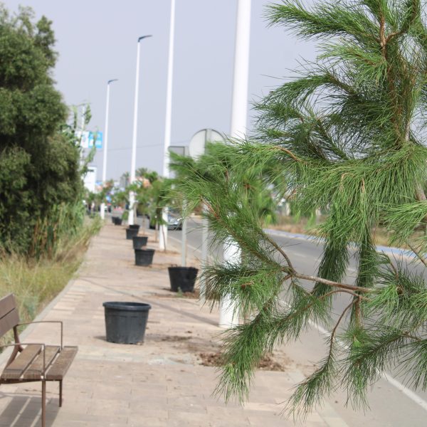 San Pedro del Pinatar suma más de 500 árboles esta legislatura dentro del plan municipal de renaturalización ‘+Pinatar’
